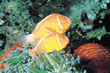 yellow fish